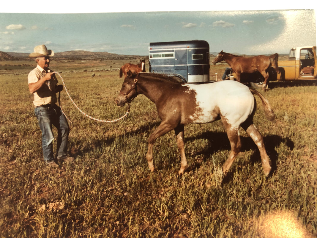 Open Star Ranch colt